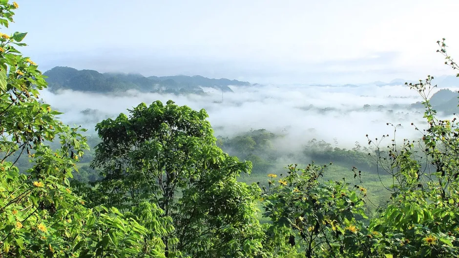 Amazonien, Primärwald 
